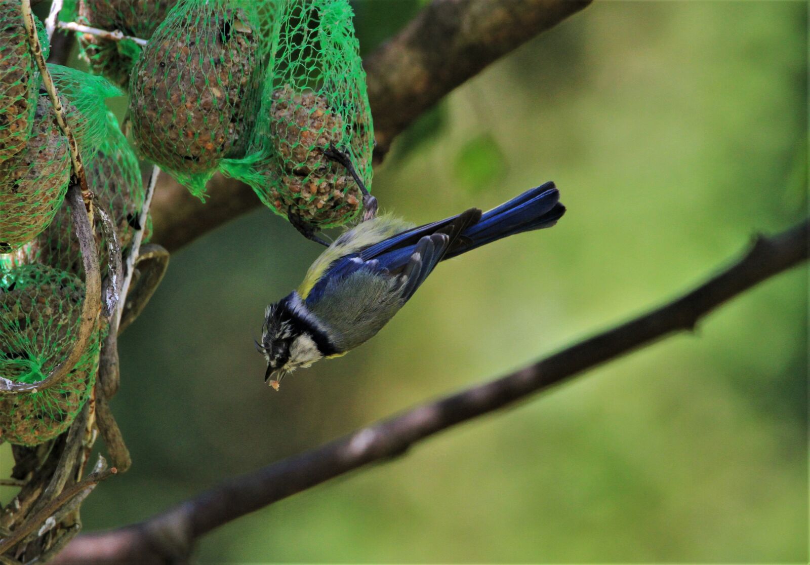 Tamron SP 150-600mm F5-6.3 Di VC USD sample photo. Blue tit, tit, feed photography
