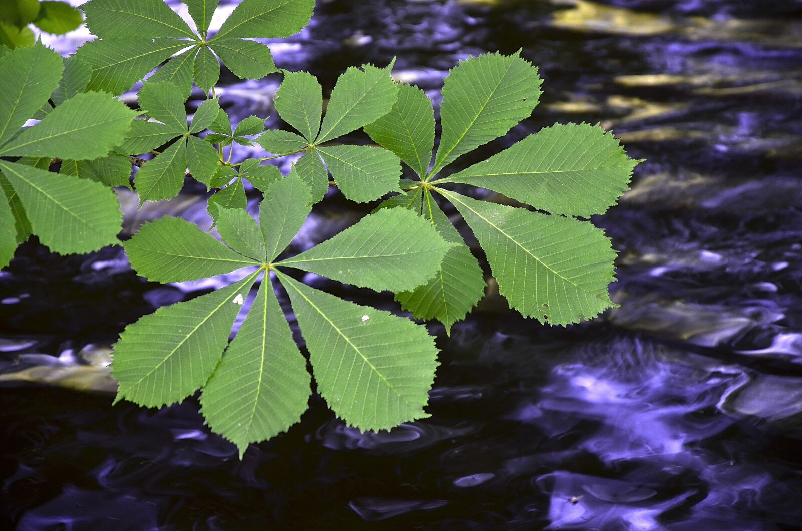Nikon D7000 sample photo. Nature, leaf, plant photography