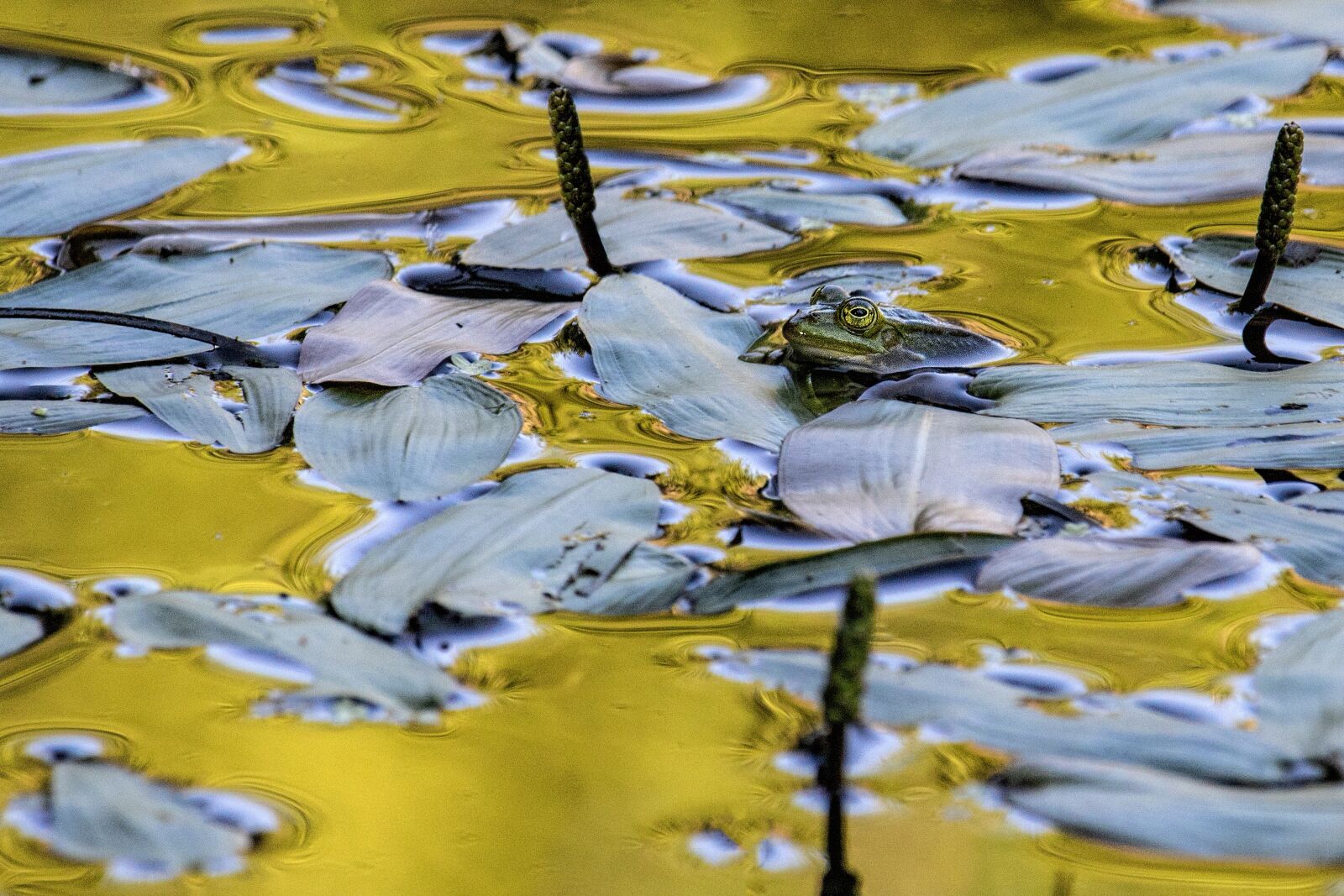 Canon EF-S 55-250mm F4-5.6 IS STM sample photo. Frog, gold, golden photography