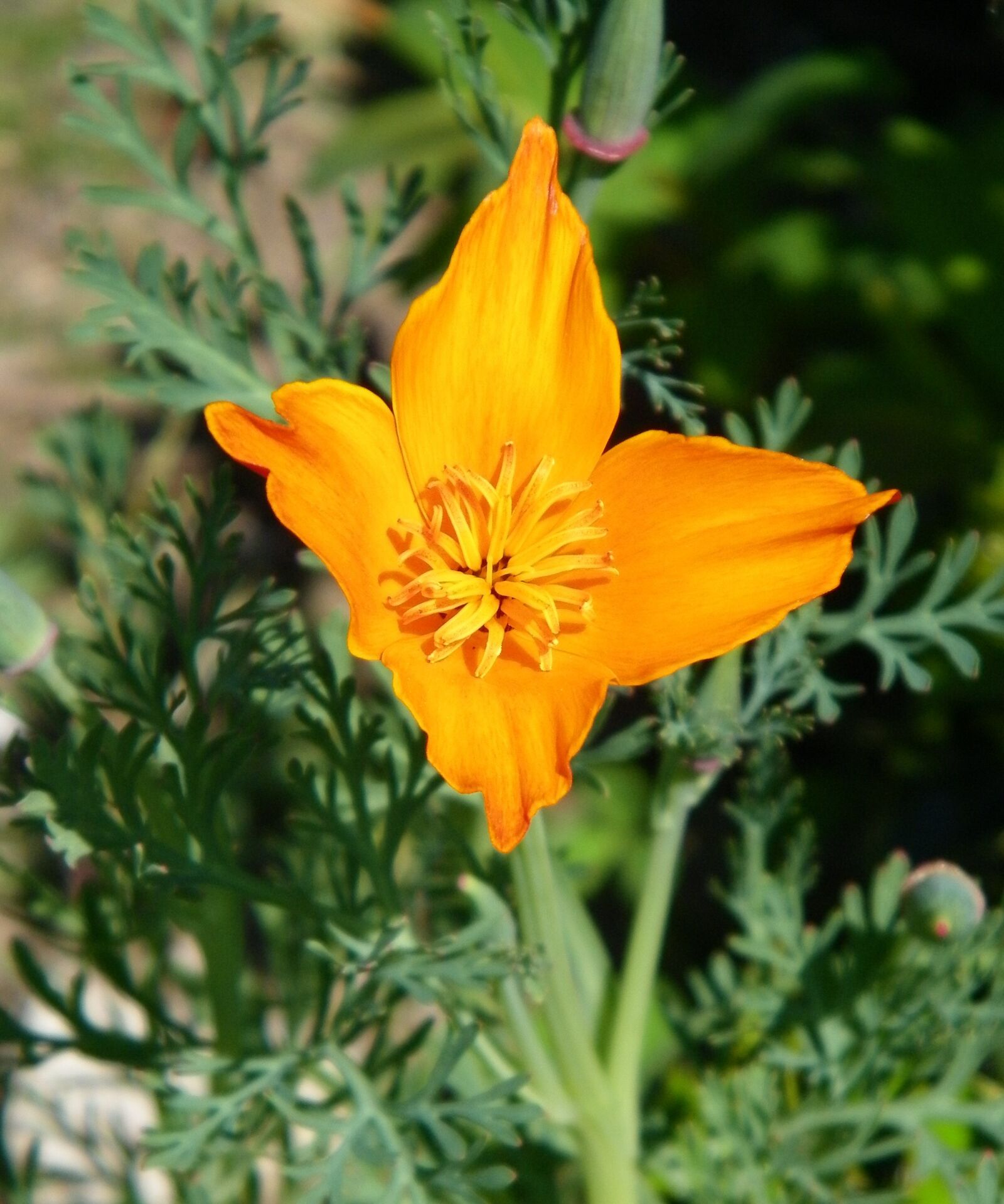 Kodak EASYSHARE Z1015 IS DIGITAL CAMERA sample photo. Flower, orange, poppy photography