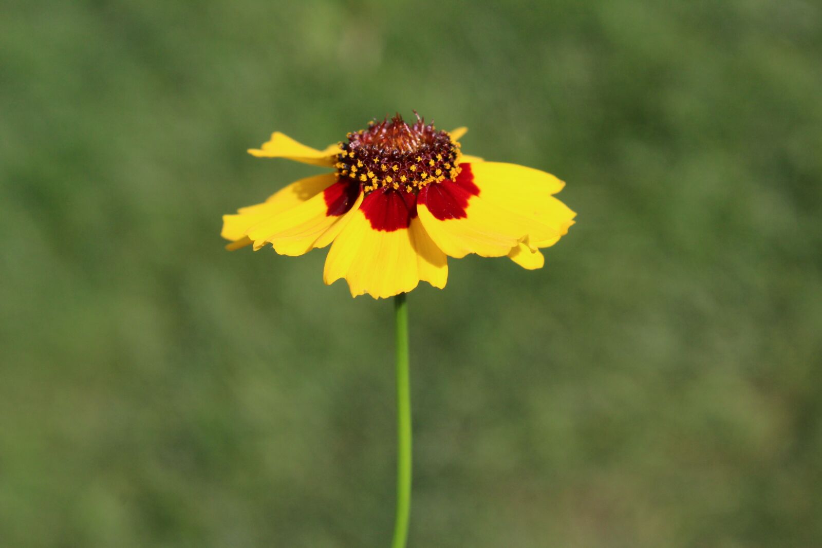 Canon EOS 1200D (EOS Rebel T5 / EOS Kiss X70 / EOS Hi) sample photo. Coreopsis, yellow, red photography