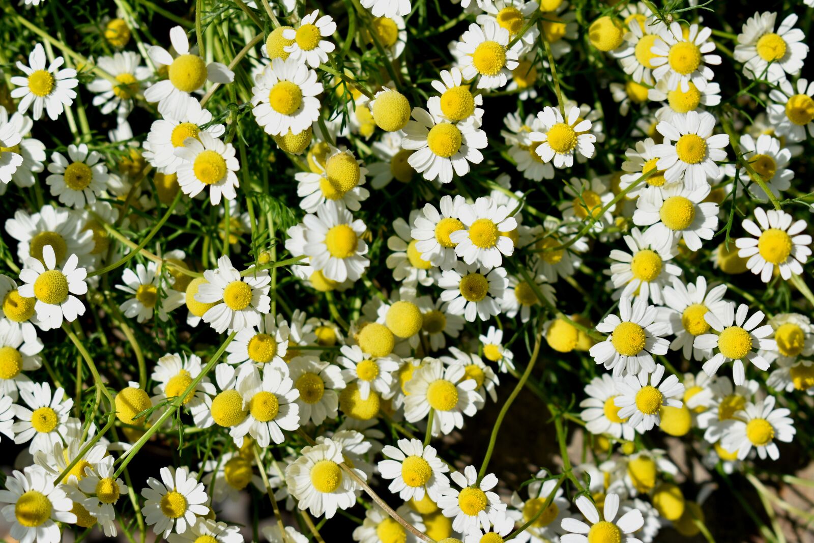 Nikon D3500 sample photo. Matricaria, chamomilla, chamomile photography