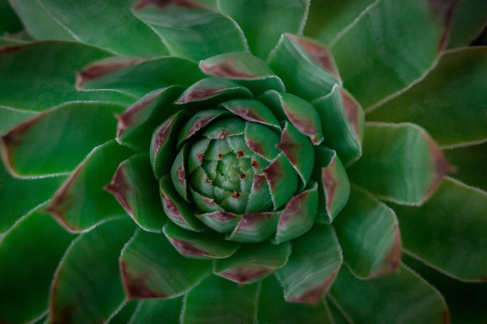 Nikon D3200 sample photo. Stonecrop, green, plant photography