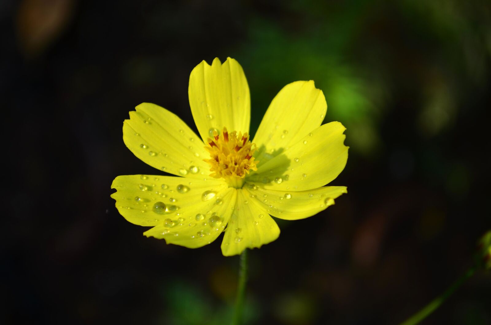 Nikon D5100 sample photo. Flower, yellow, dew, petals photography