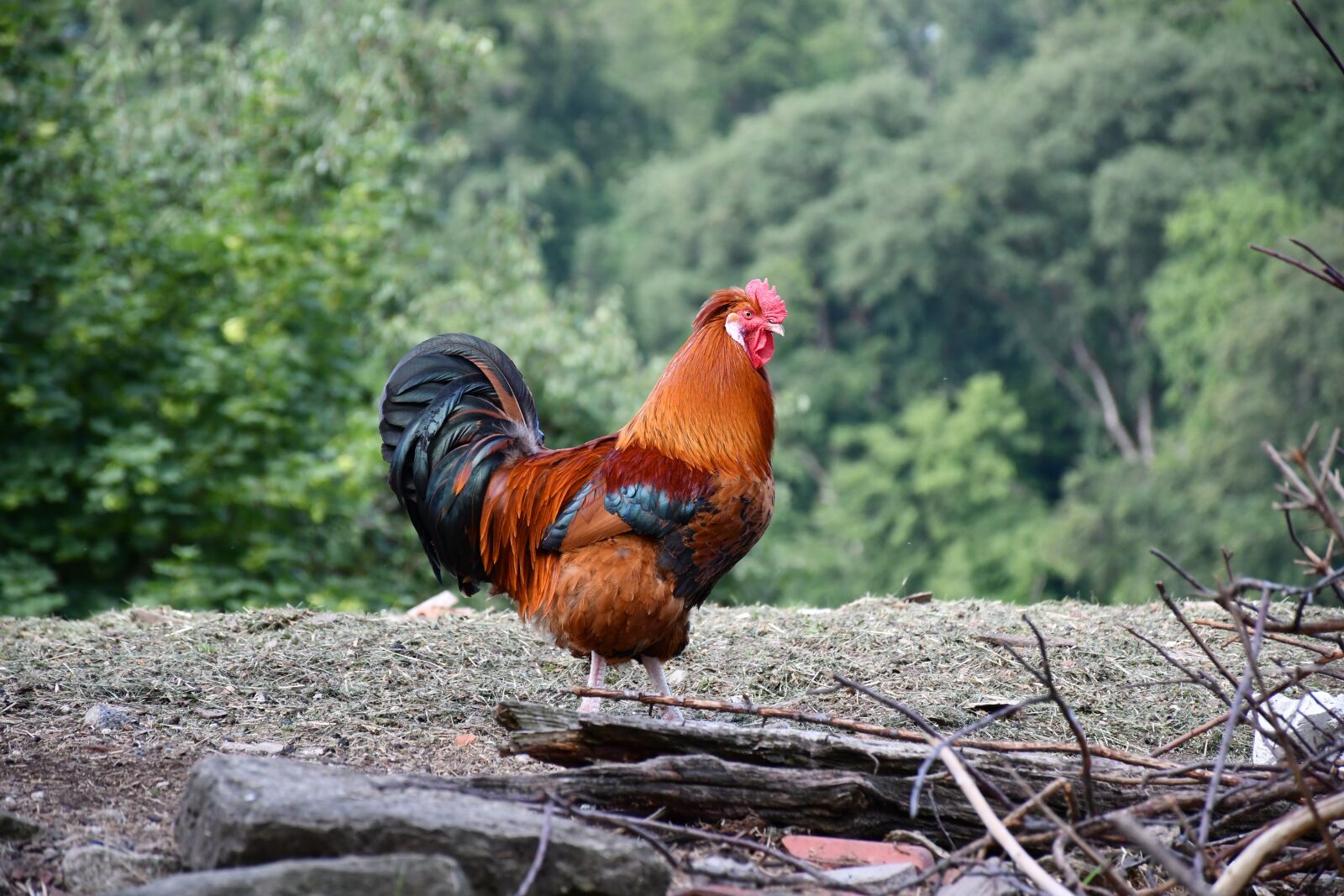 Nikon D7500 sample photo. Hahn, colorful rooster, poultry photography