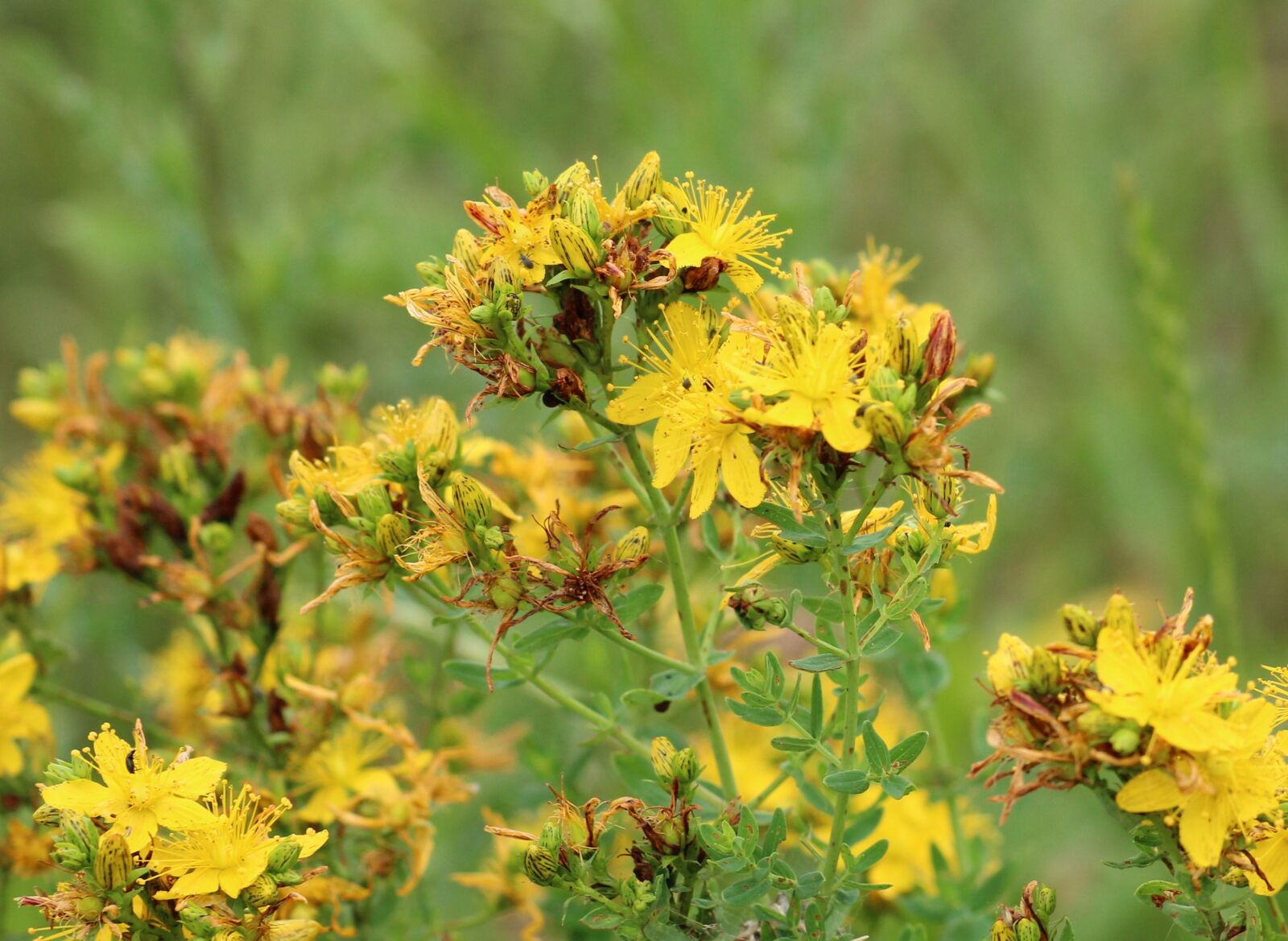 Canon EOS 1200D (EOS Rebel T5 / EOS Kiss X70 / EOS Hi) sample photo. St john's wort, herb photography