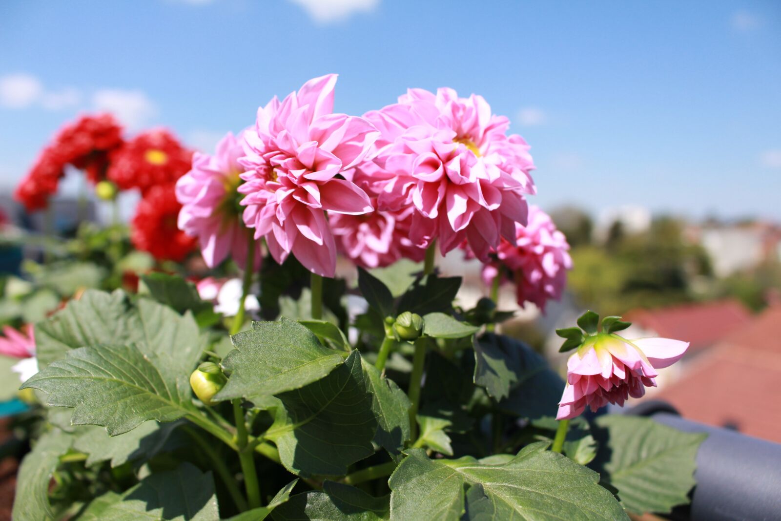 Canon EOS 700D (EOS Rebel T5i / EOS Kiss X7i) sample photo. Flowers, spring, dahlia photography