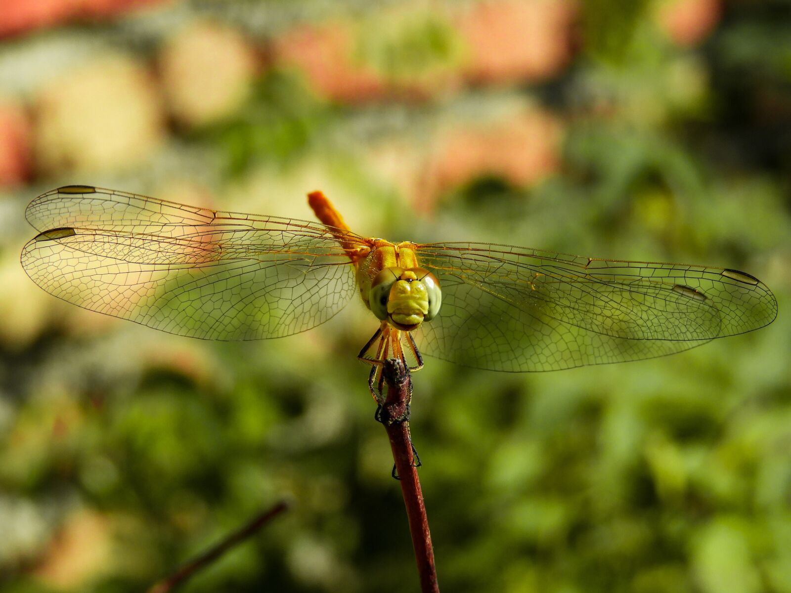 Nikon Coolpix B700 sample photo. Dragonfly, spring, nature photography