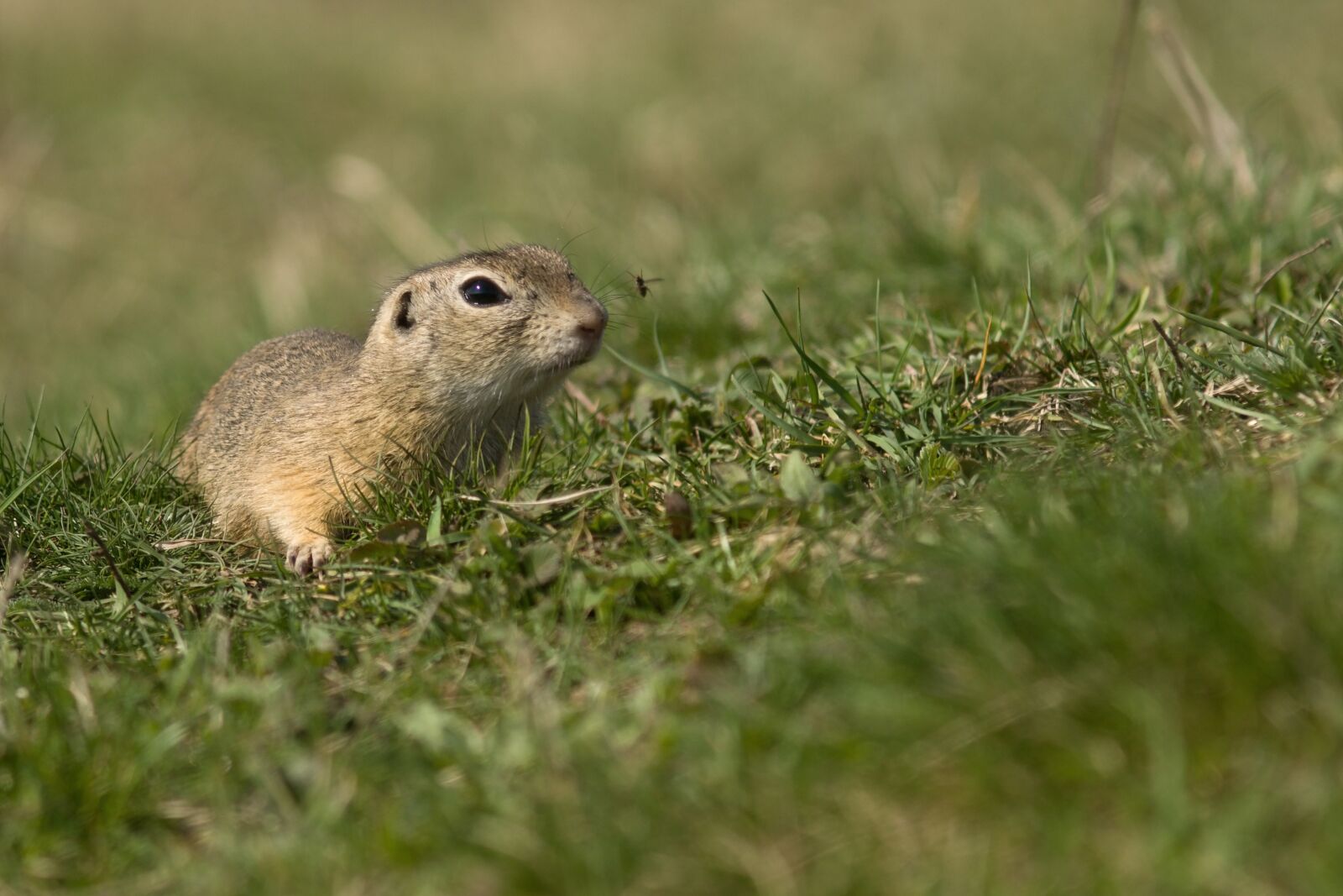 Sony ILCA-77M2 + Minolta AF 200mm F2.8 HS-APO G sample photo. Gopher, mammal, animal photography