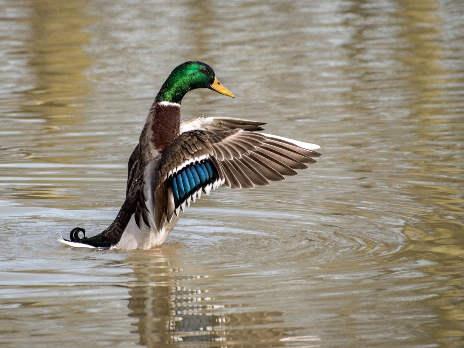 Nikon D500 sample photo. Duck, mallard, wing photography