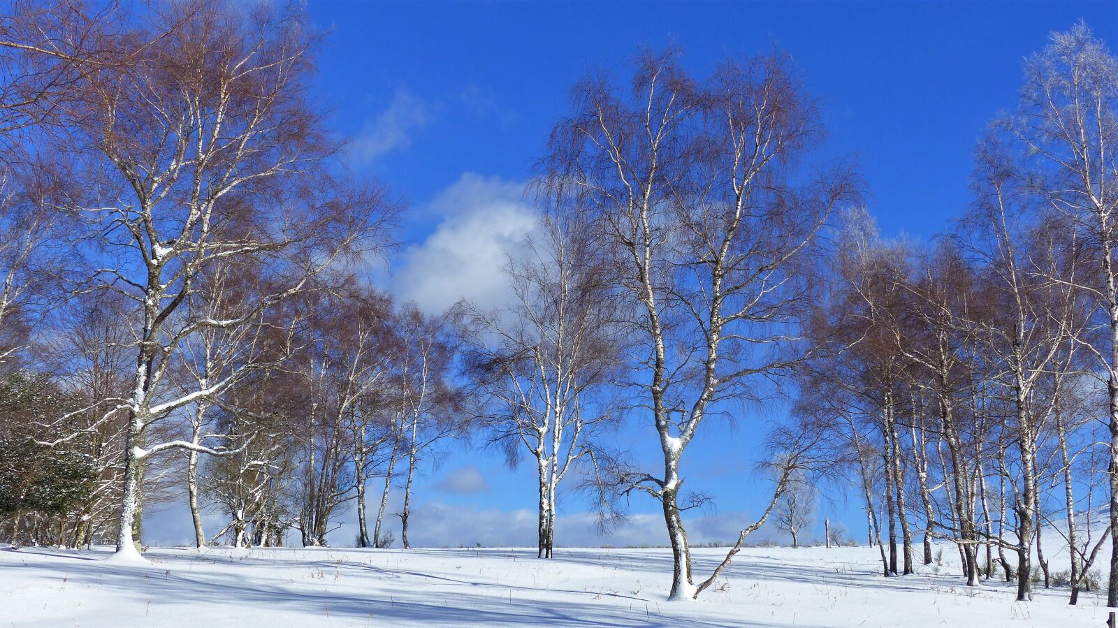 Panasonic Lumix DMC-FZ200 sample photo. Winter, snow, tree photography