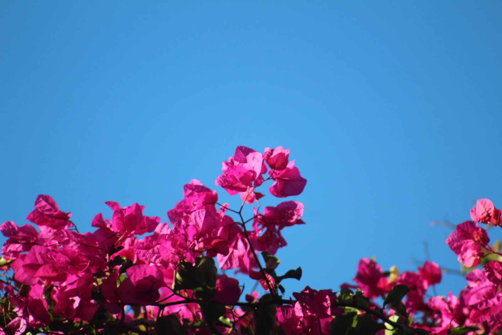 Canon EF75-300mm f/4-5.6 sample photo. Pink flowers, flower bush photography
