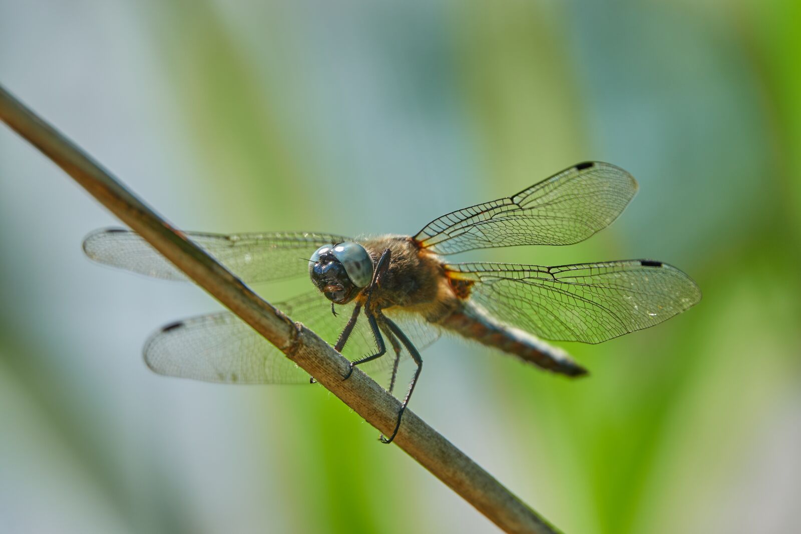 Sony Cyber-shot DSC-RX10 IV sample photo. Dragonfly, green, insect photography