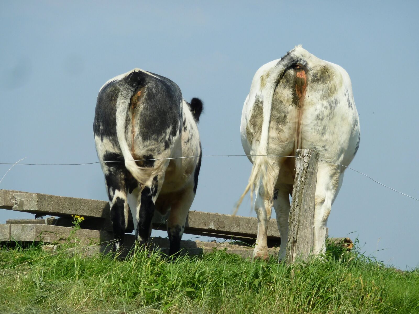 Panasonic DMC-TZ7 sample photo. Cows, grazing livestock, butt photography