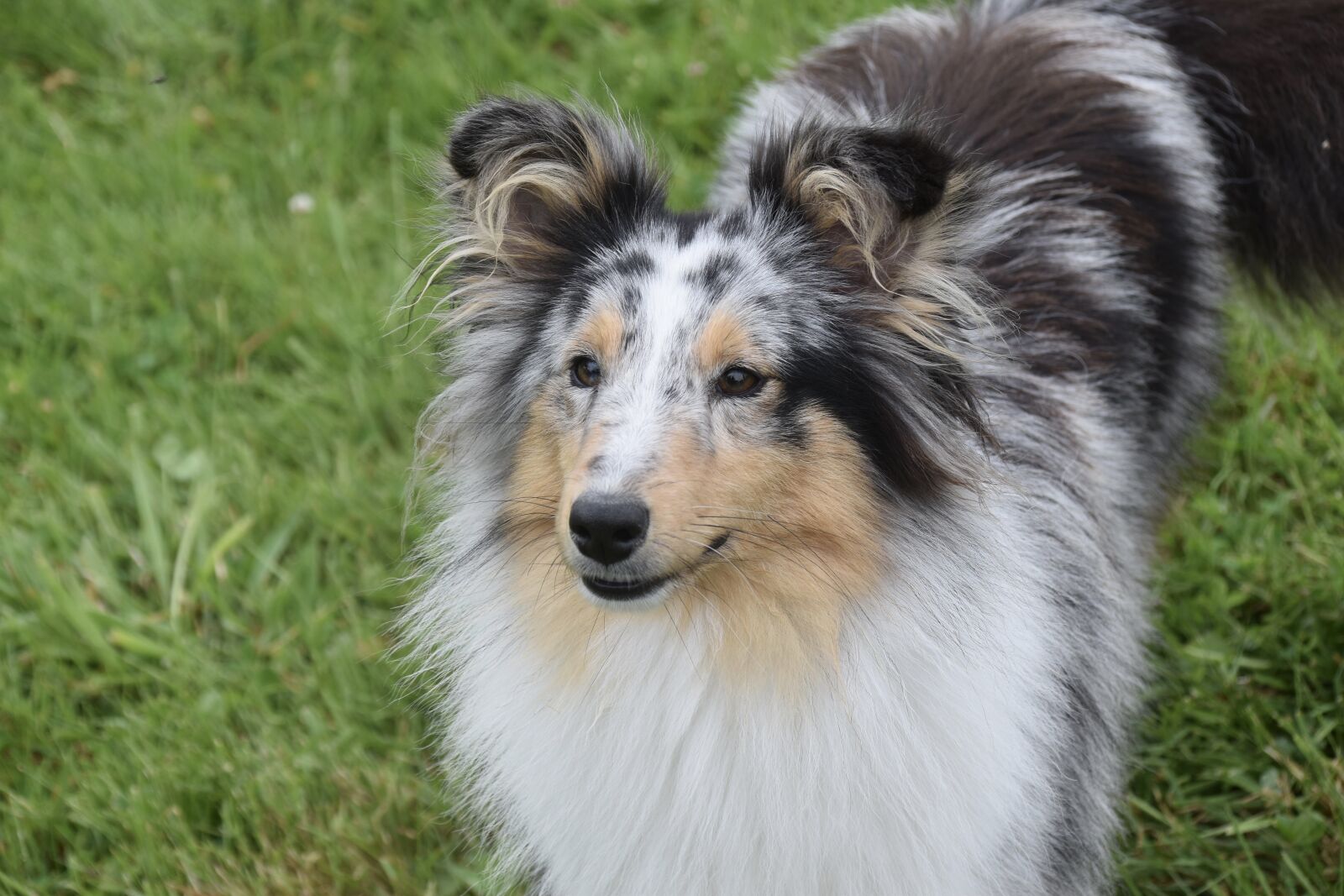 Nikon D5600 sample photo. Dog, bitch, shetland sheepdog photography