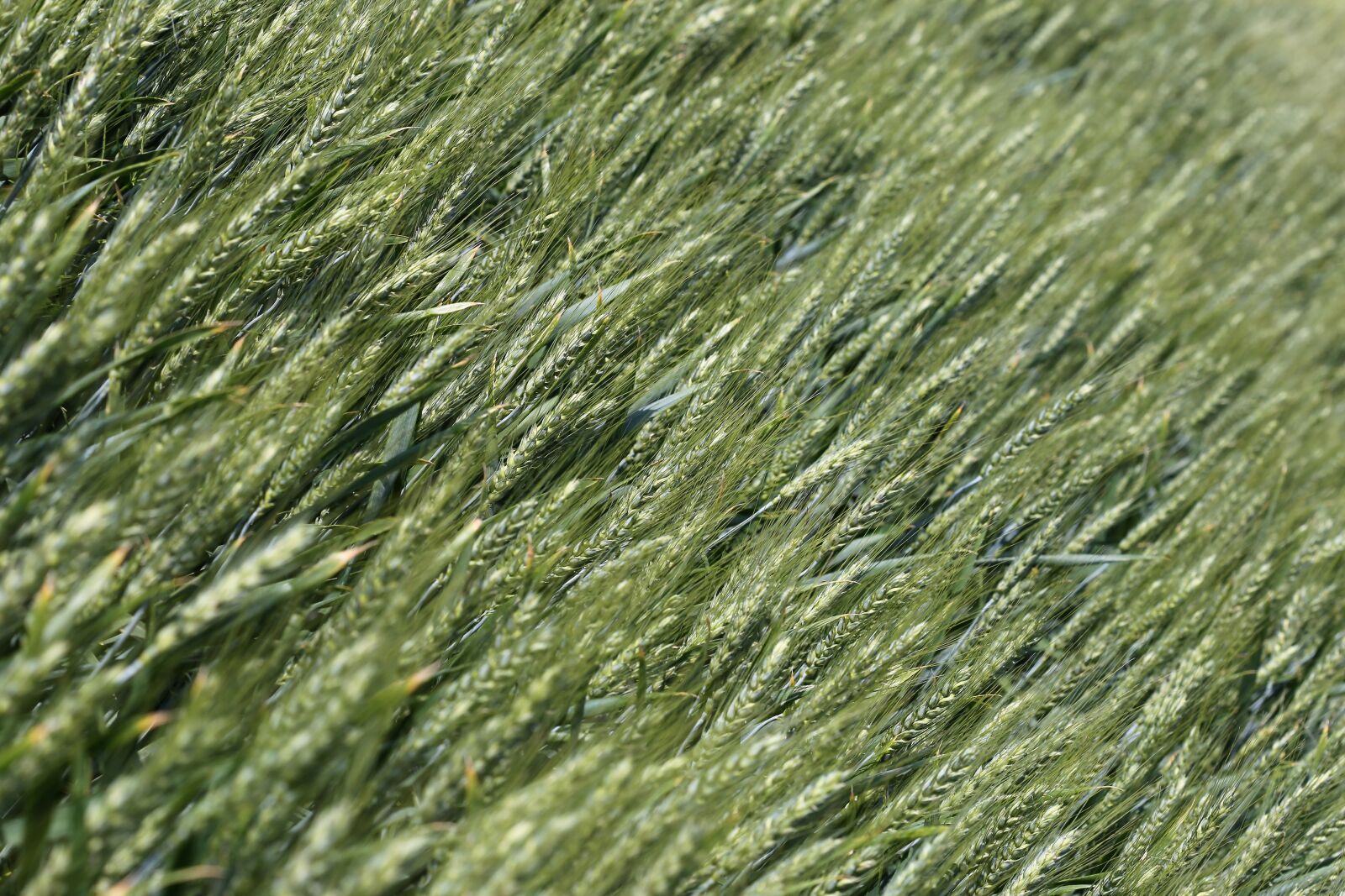 Canon EOS 6D + Canon EF 100mm F2.8 Macro USM sample photo. Agriculture, green wheat, plant photography