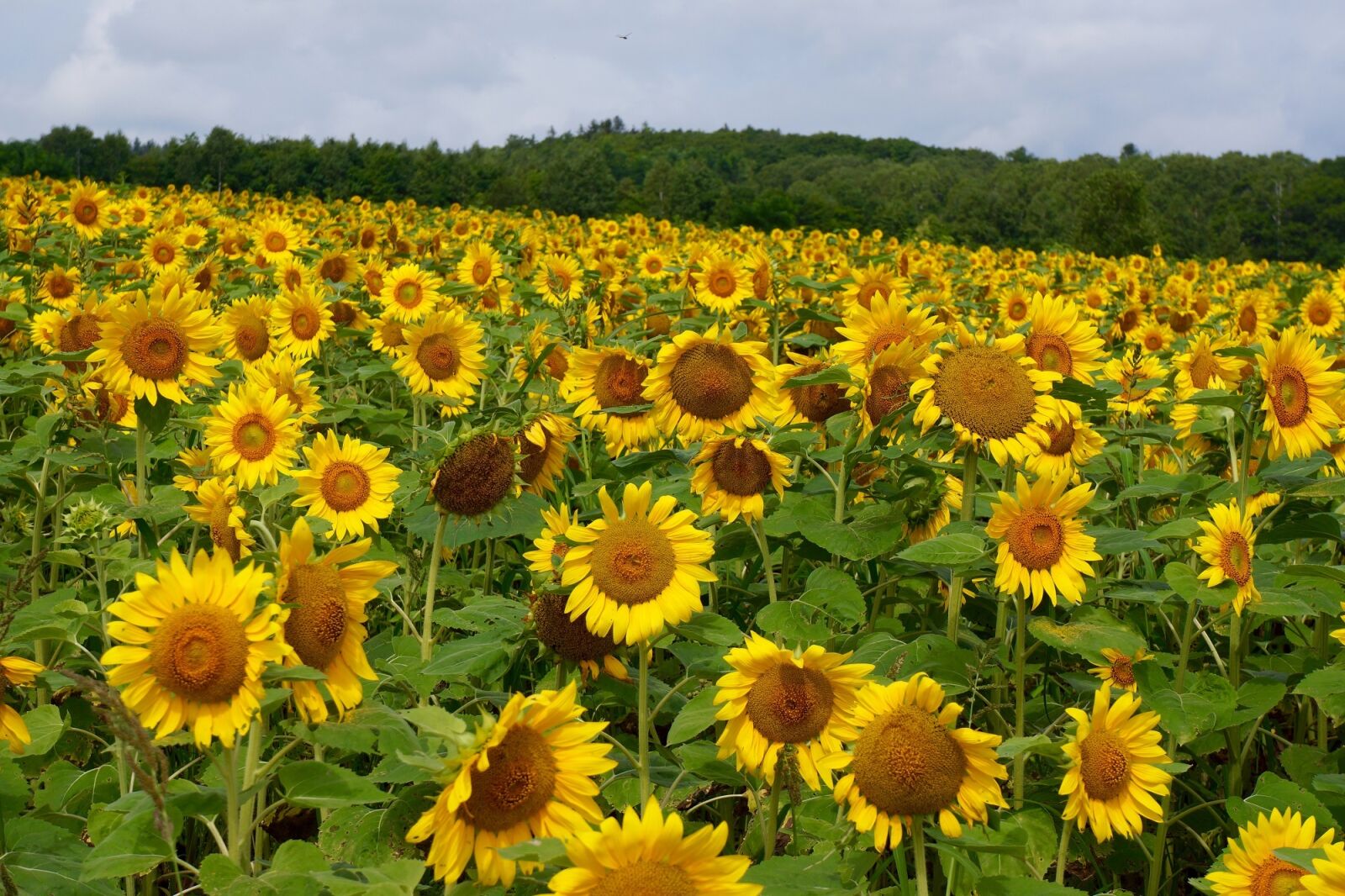 Sony Alpha NEX-7 sample photo. Sunflower, field, yellow photography