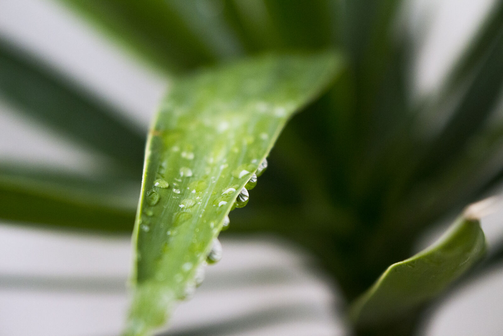 Canon EOS 700D (EOS Rebel T5i / EOS Kiss X7i) sample photo. After, the, rain, decorative photography