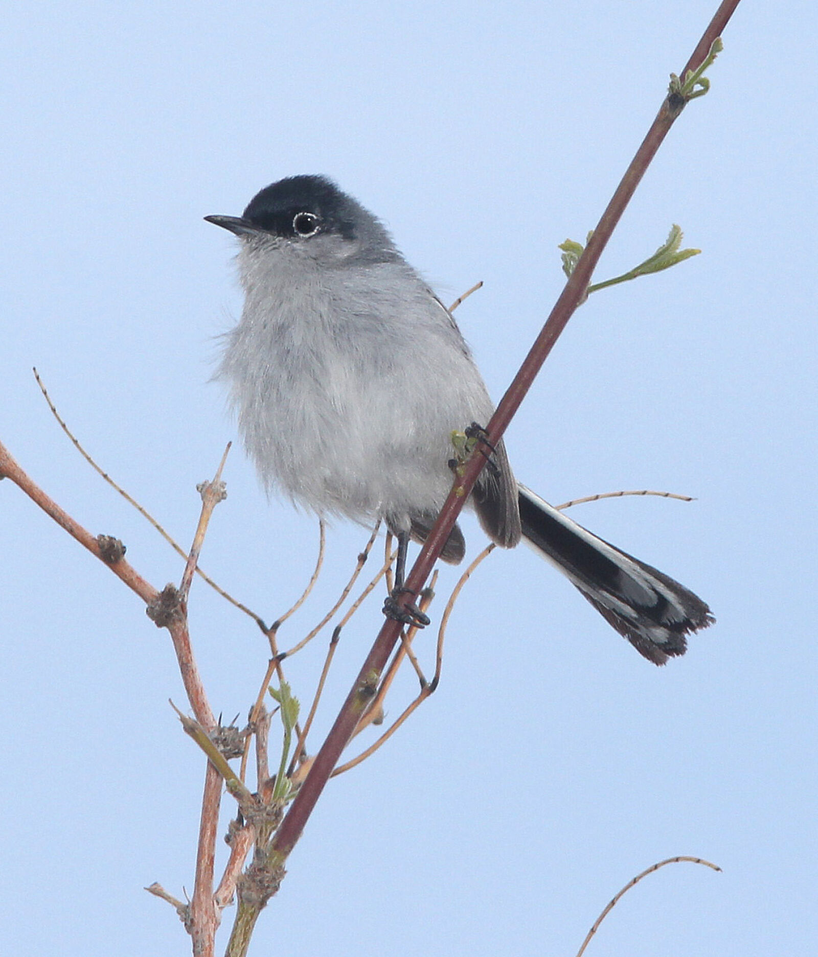 Canon EF 300mm F4L IS USM sample photo