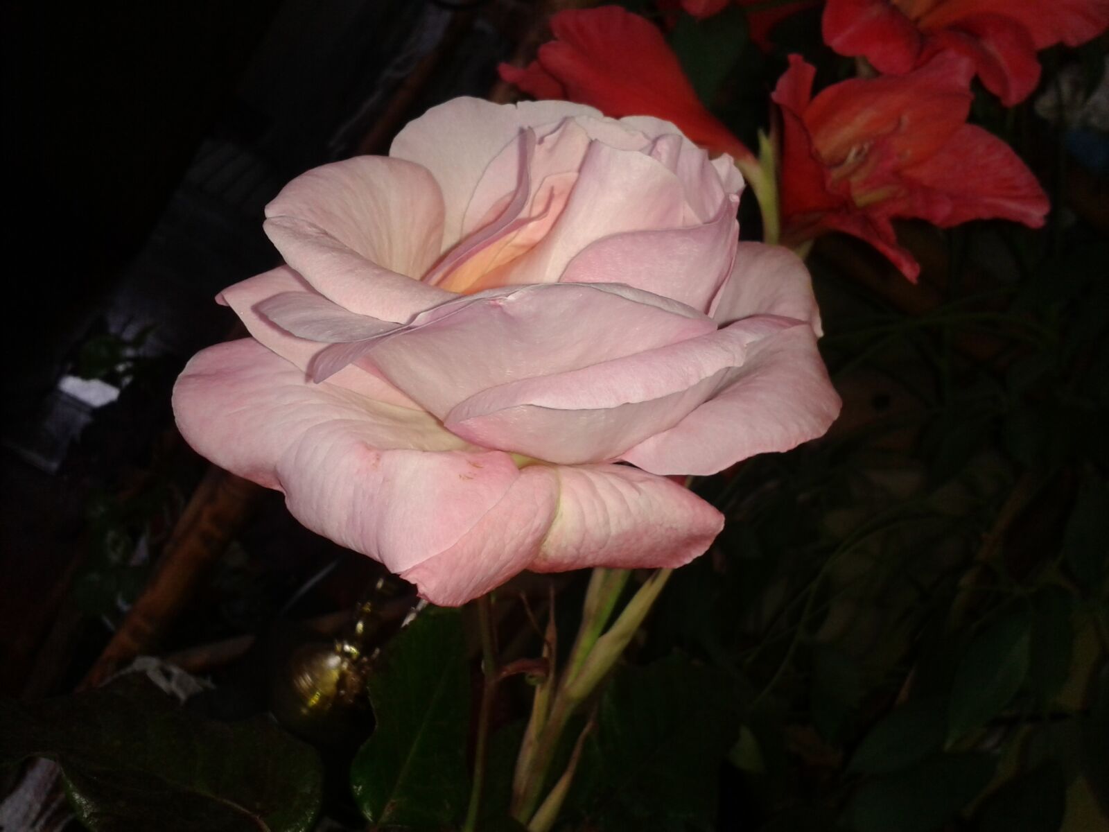 Samsung Galaxy Trend Plus sample photo. Flower, rosa, plant photography