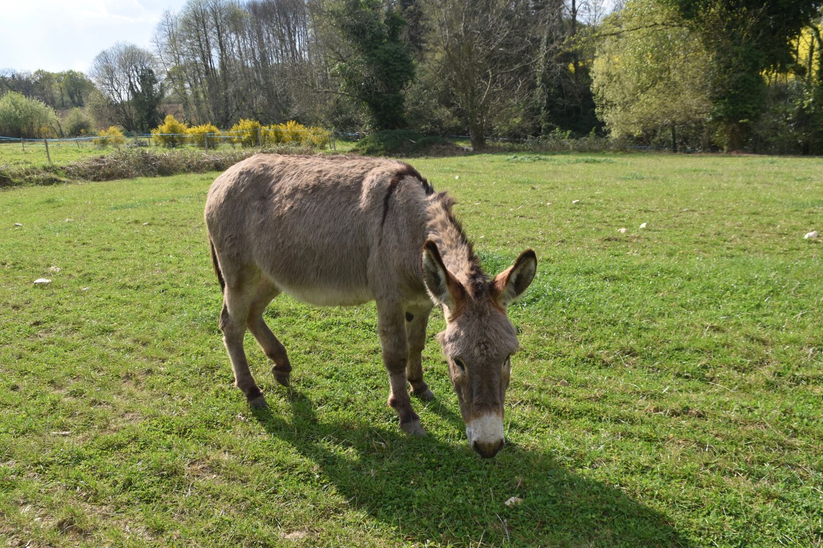 Nikon D5600 sample photo. Donkey, equine, herbivore photography