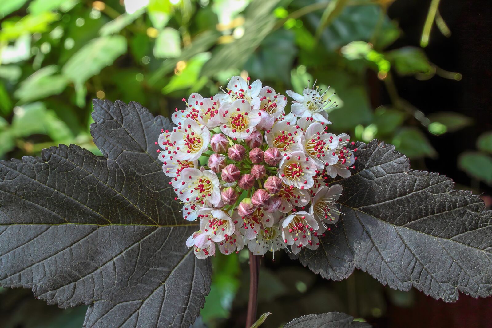 Canon EOS 500D (EOS Rebel T1i / EOS Kiss X3) sample photo. Blossom, diablo, leaves photography