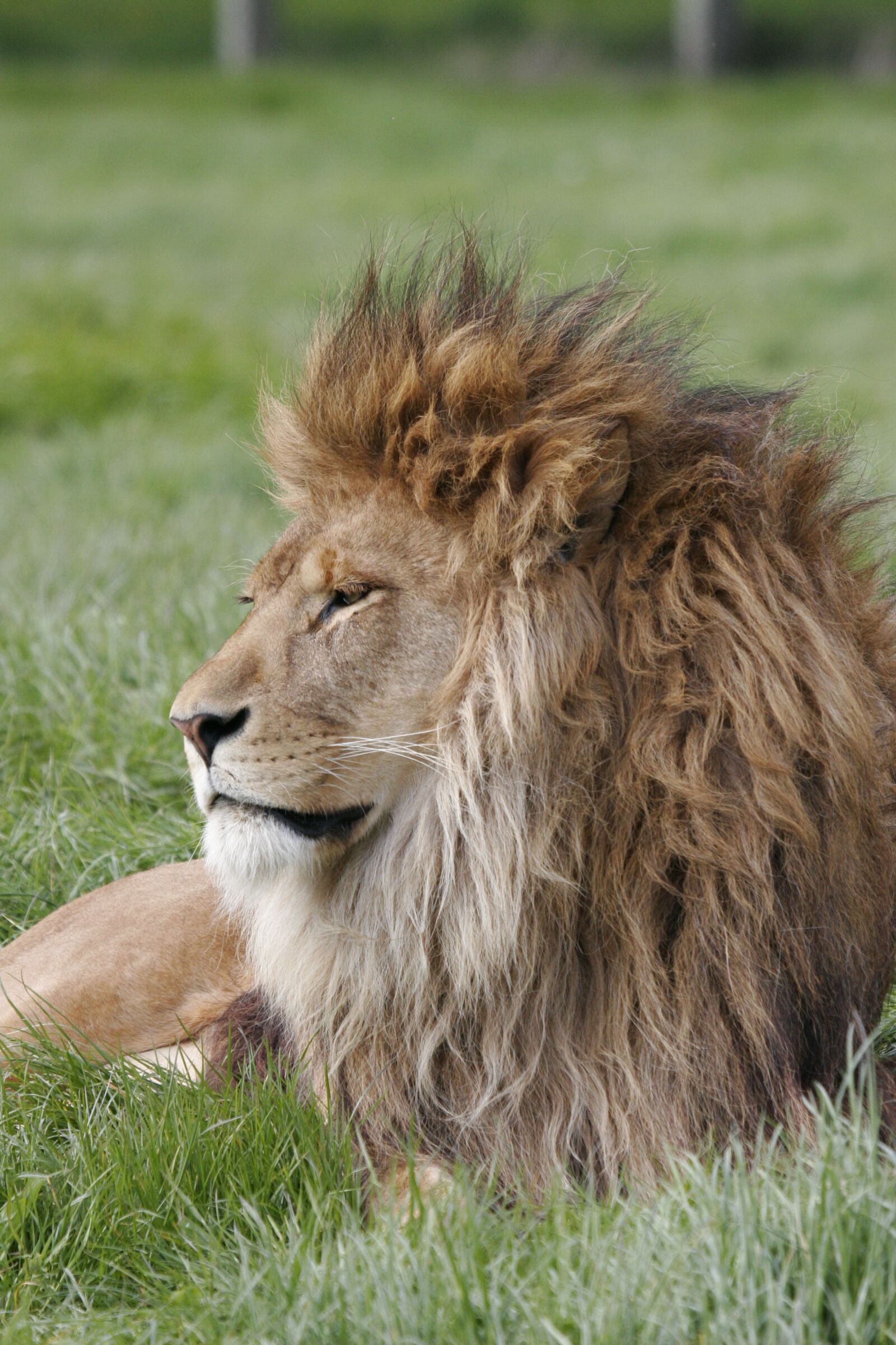 Canon EOS 20D sample photo. Lion, mane, predator photography