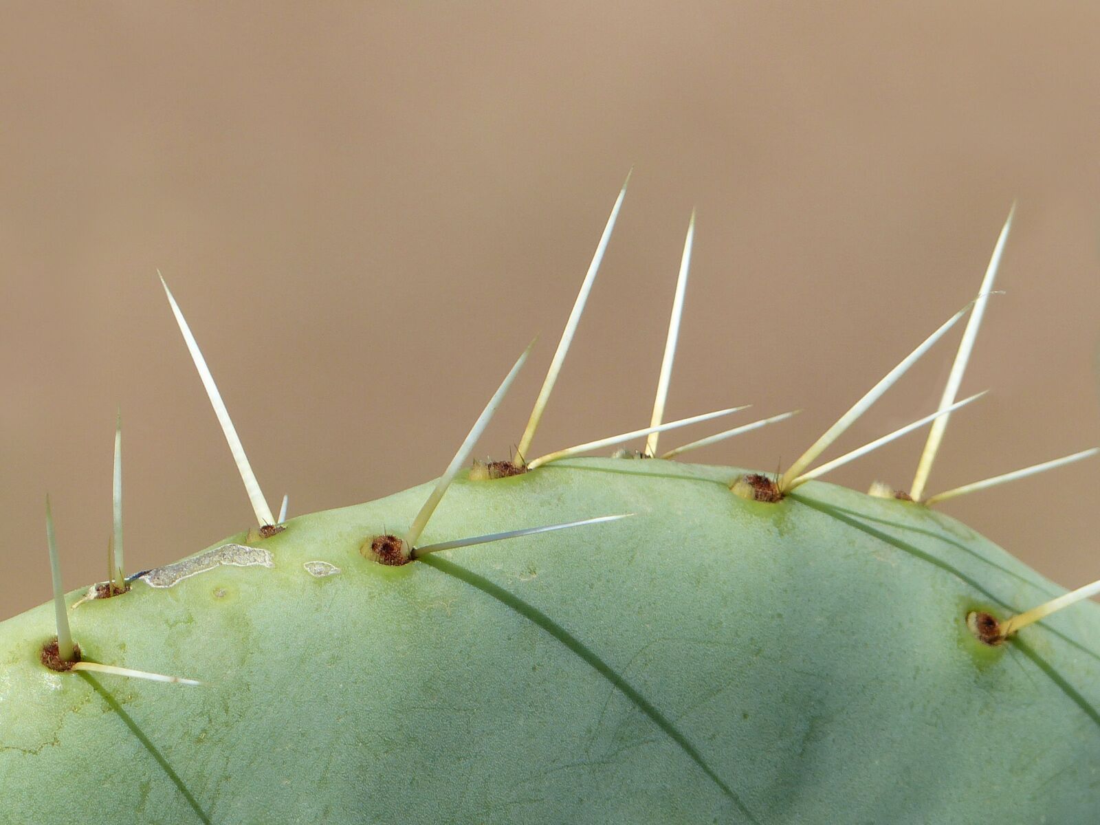Panasonic Lumix DMC-FZ200 sample photo. Cactus, long thorns, close photography