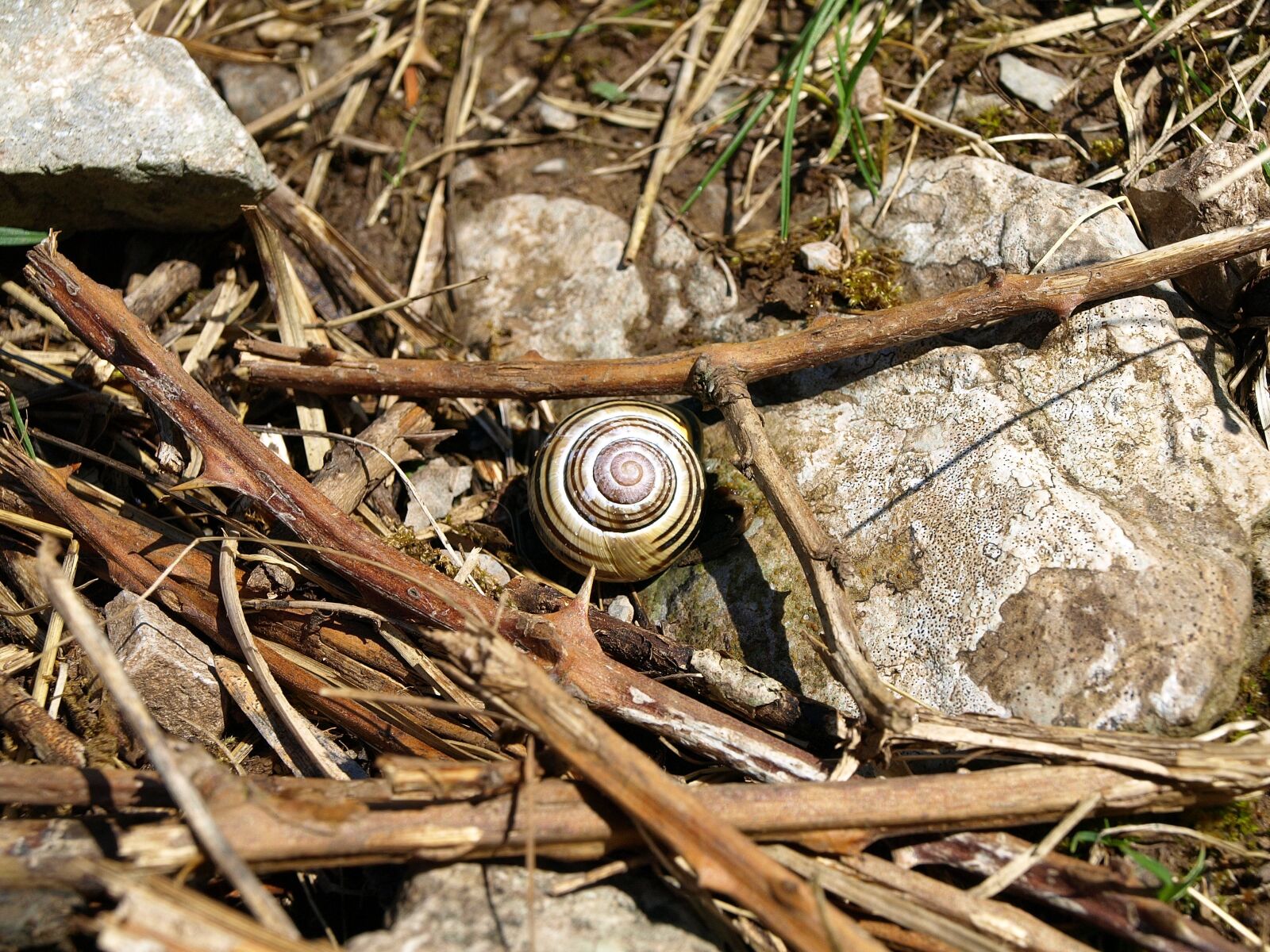 Olympus E-510 (EVOLT E-510) sample photo. Snail, shell, spiral photography
