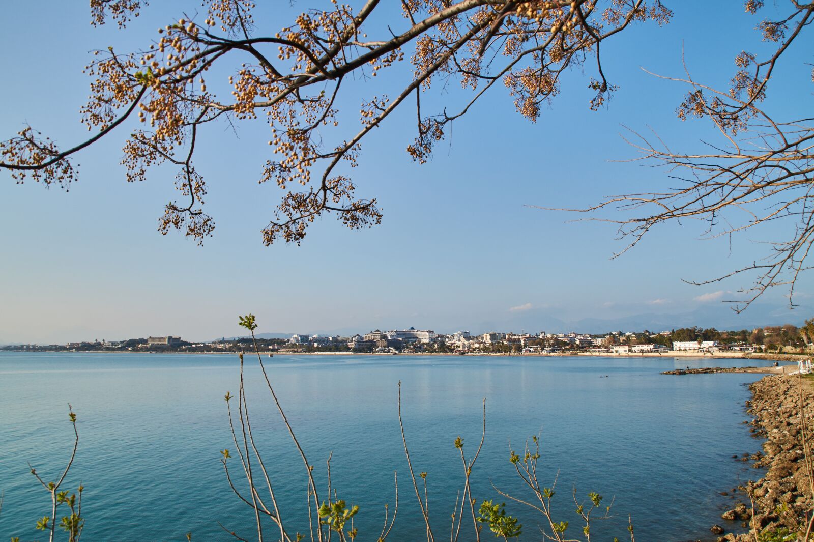 Sony SLT-A58 sample photo. Harbor views, tree at photography