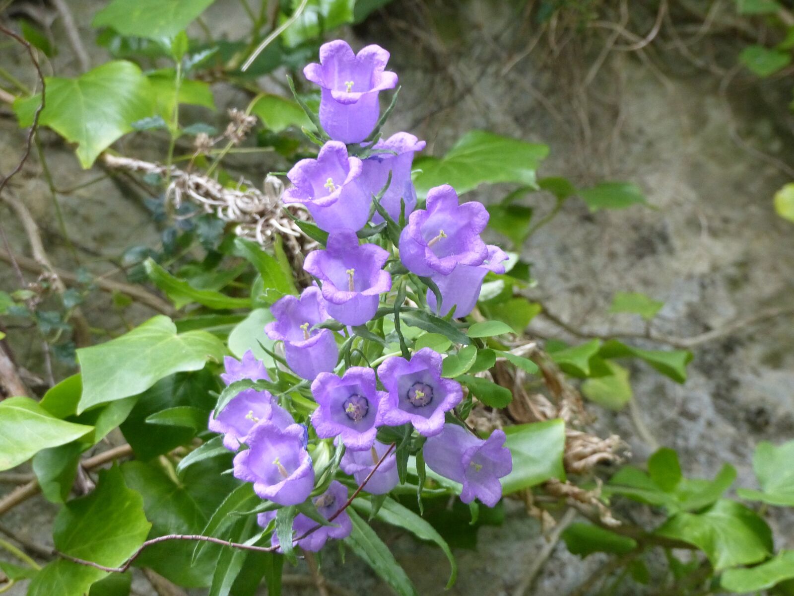 Panasonic Lumix DMC-FZ200 sample photo. Bellflower, nature, flowers photography