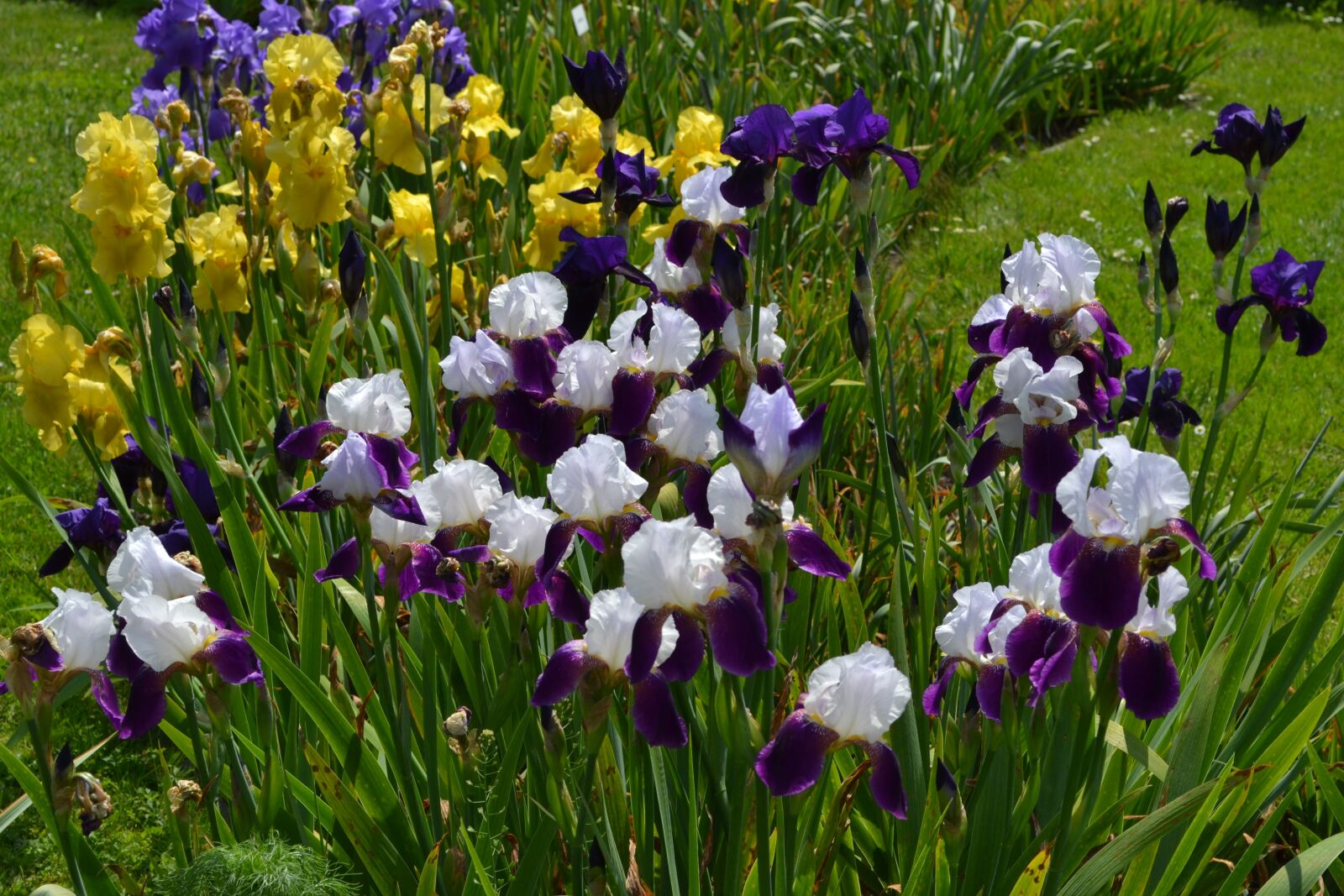 Nikon D3100 sample photo. Flowers, nature, plant photography