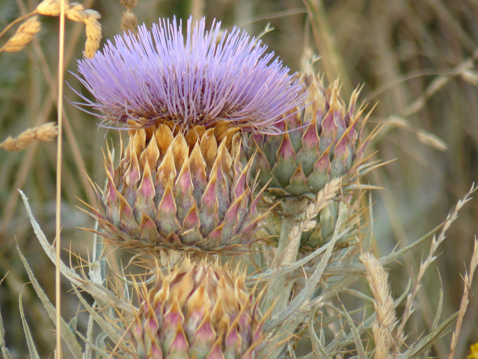 Panasonic DMC-FZ8 sample photo. Thistle, field, grass photography