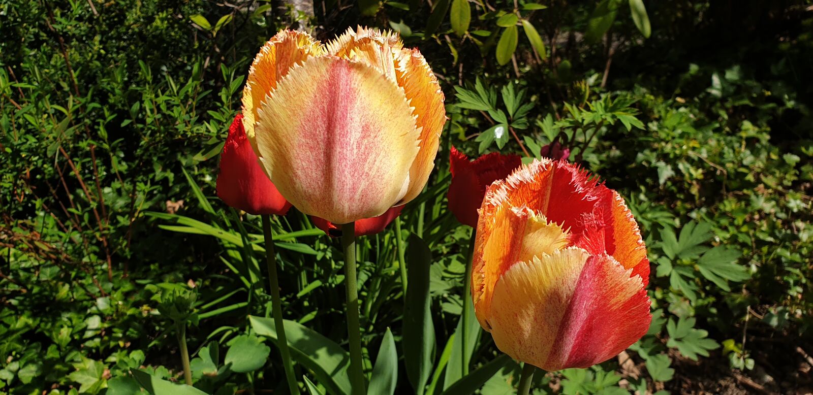 Samsung Galaxy S9 sample photo. Tulips, yellow, red photography
