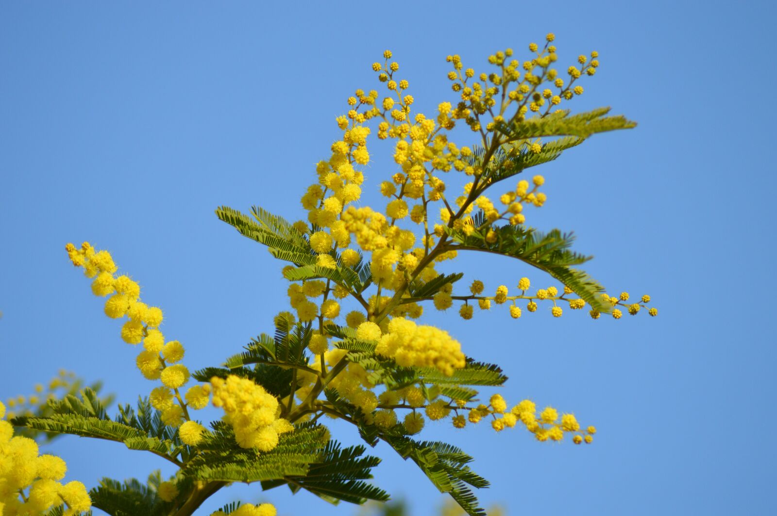 Nikon D3200 sample photo. Mimosa, flower, yellow photography
