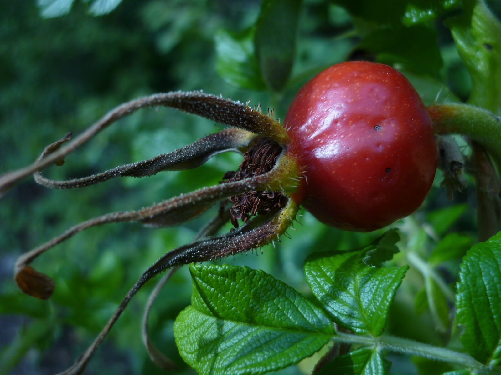 Panasonic Lumix DMC-FS6 sample photo. Rose hip, roses-shrub, nature photography