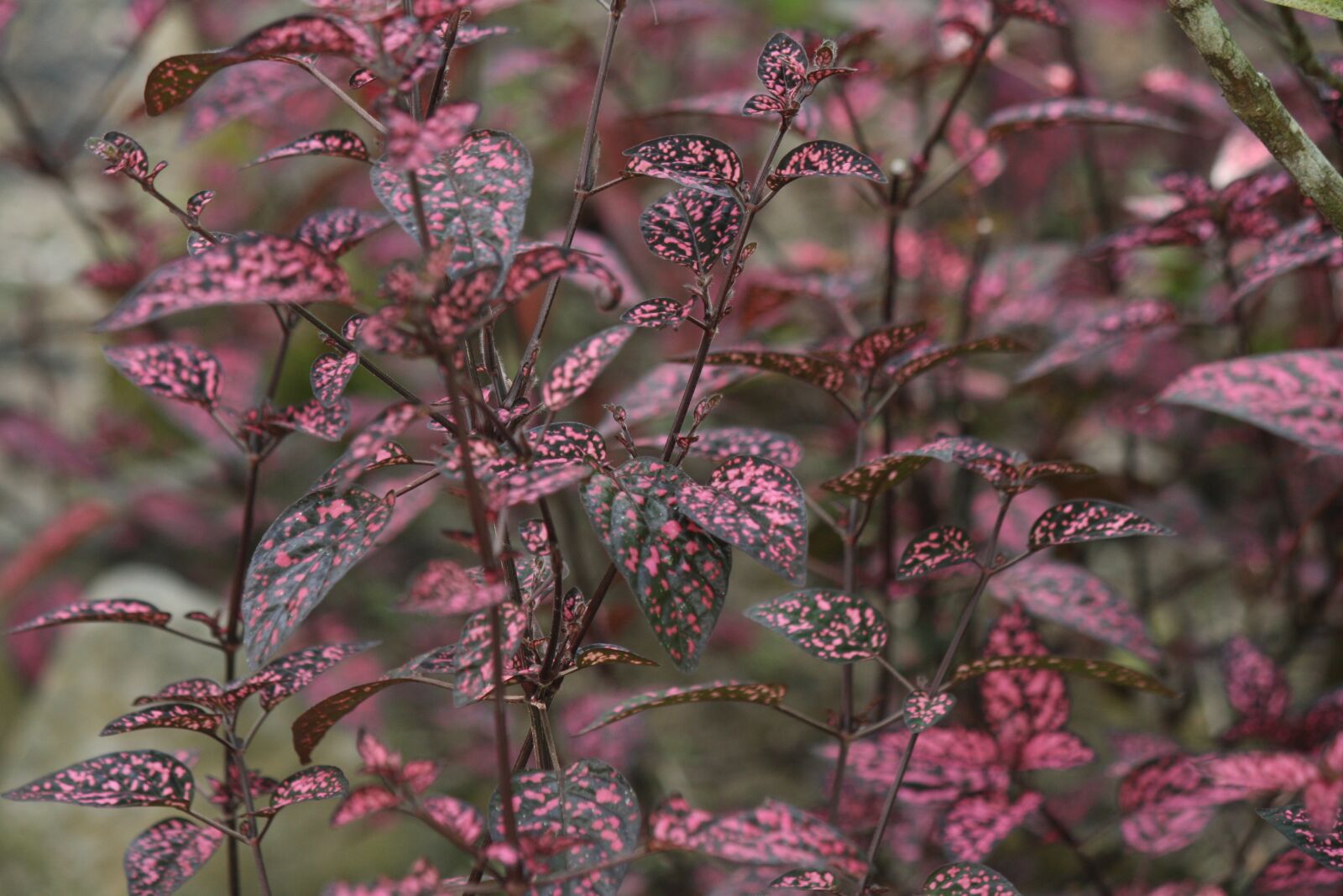 Canon EOS 1000D (EOS Digital Rebel XS / EOS Kiss F) sample photo. Leaves, mosaic sheets, purple photography