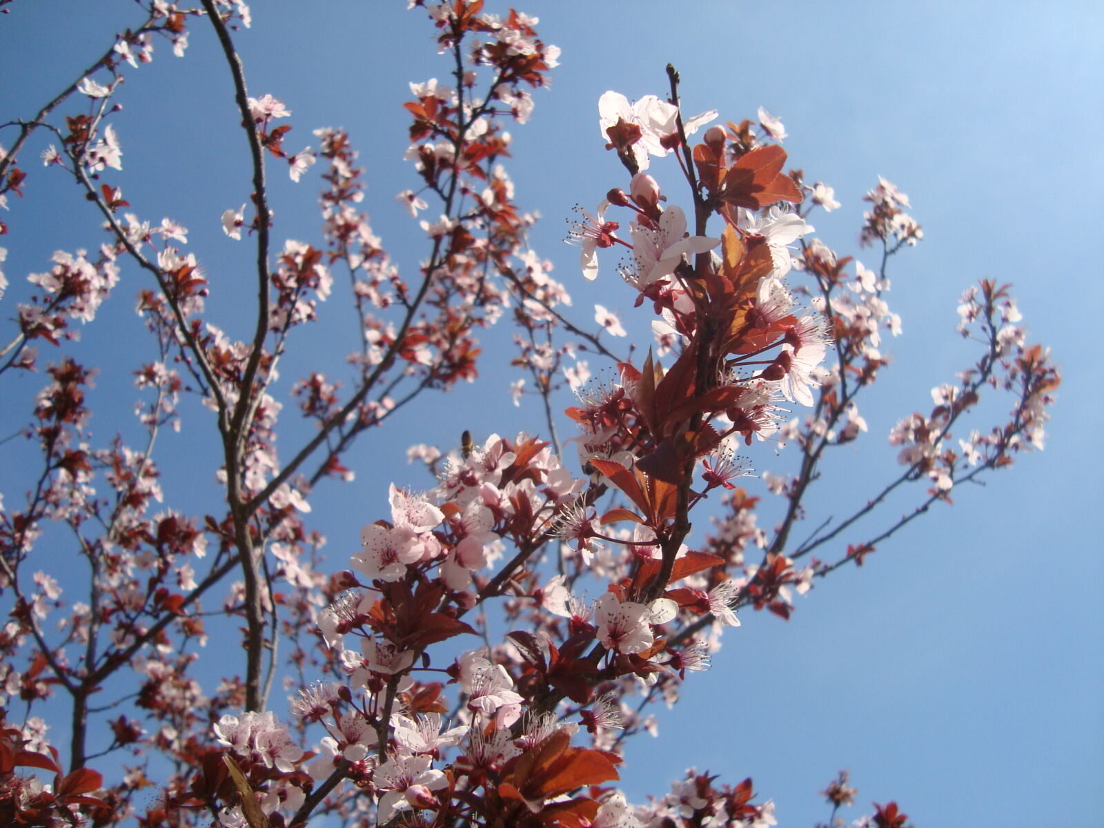 Sony Cyber-shot DSC-W120 sample photo. Bloom, flower, nature, plum photography