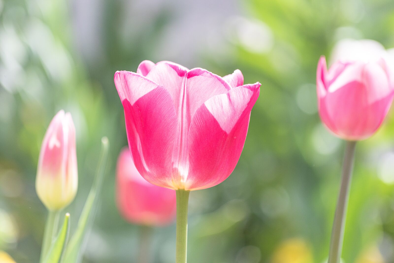 Canon EF 70-300mm F4-5.6 IS USM sample photo. Tulip, ornamental plant, plant photography