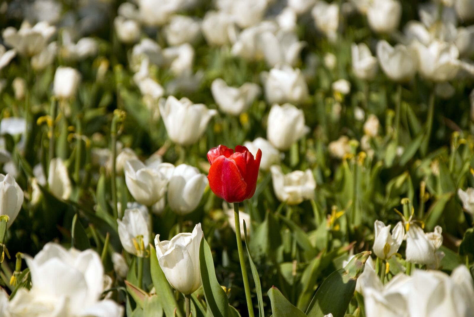 Nikon D80 sample photo. White, tulips, bahcesi photography