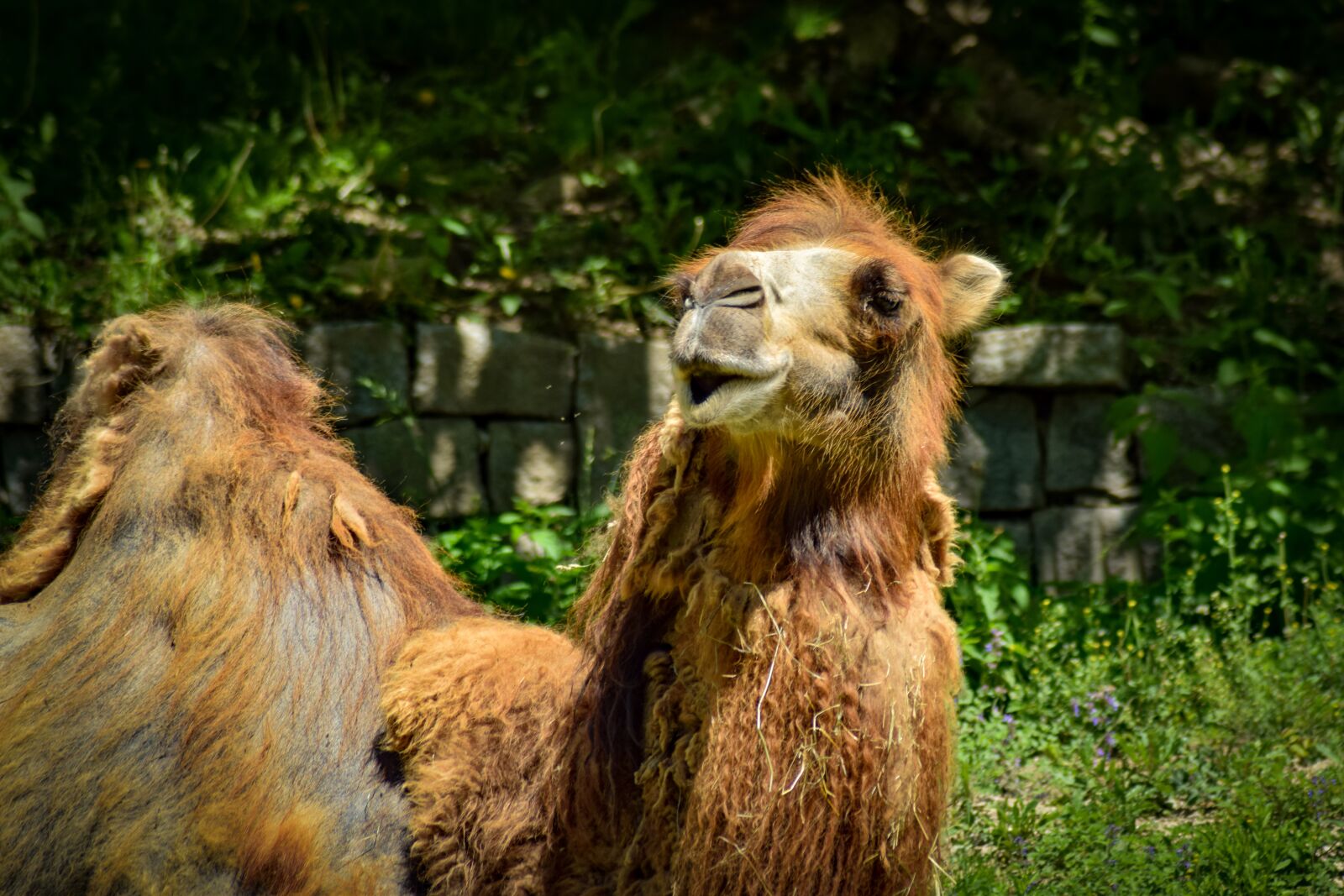 Nikon D5300 sample photo. Camel, brown, animal photography