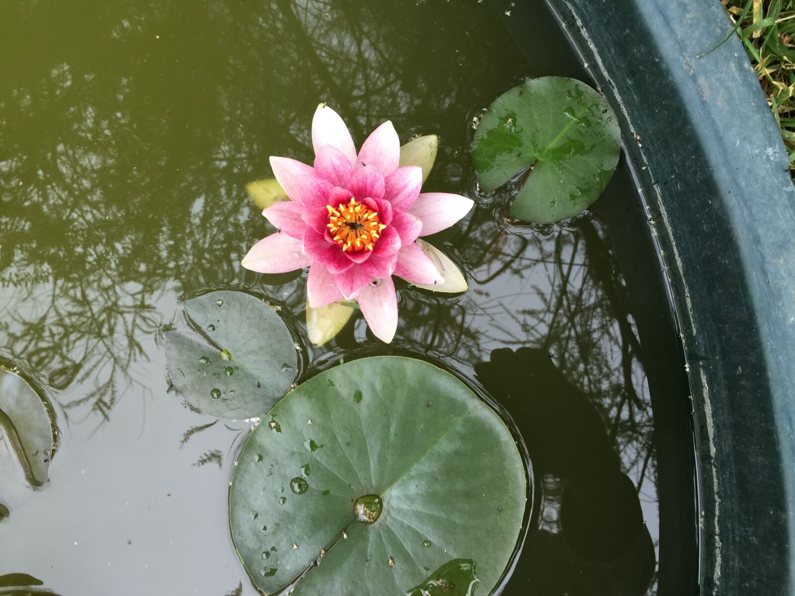 iPhone 6 Plus back camera 4.15mm f/2.2 sample photo. Nature, beauty, flower photography