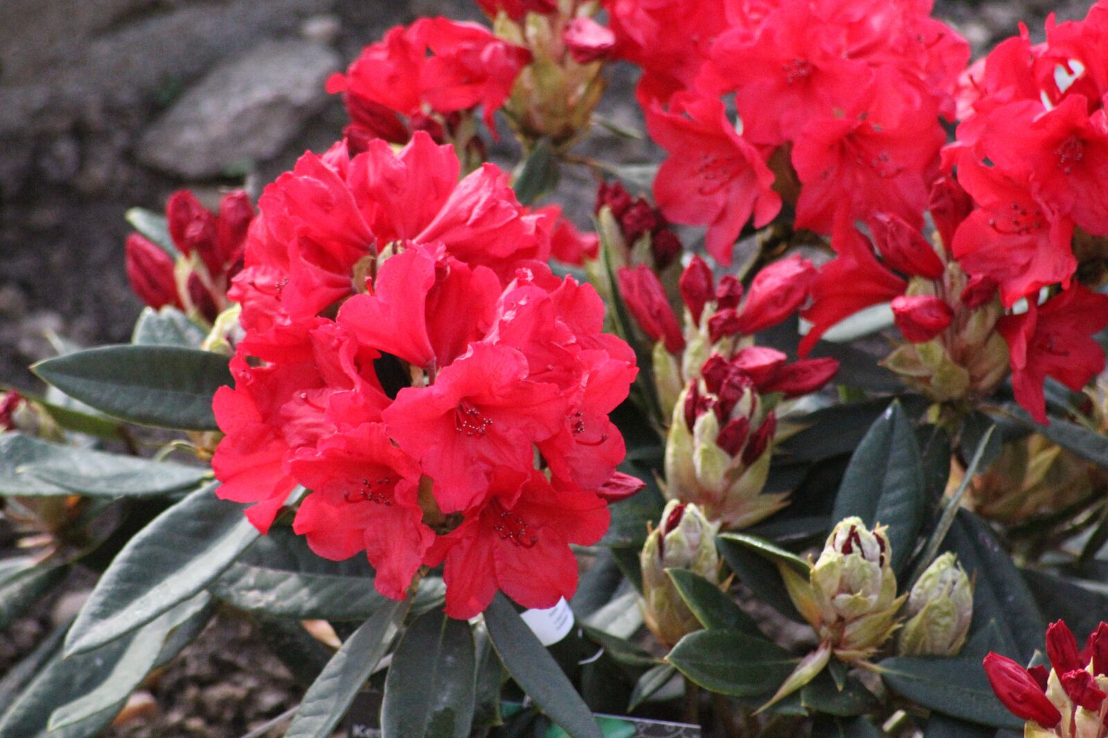 Canon EOS 550D (EOS Rebel T2i / EOS Kiss X4) sample photo. Rhododendron, flower, spring photography