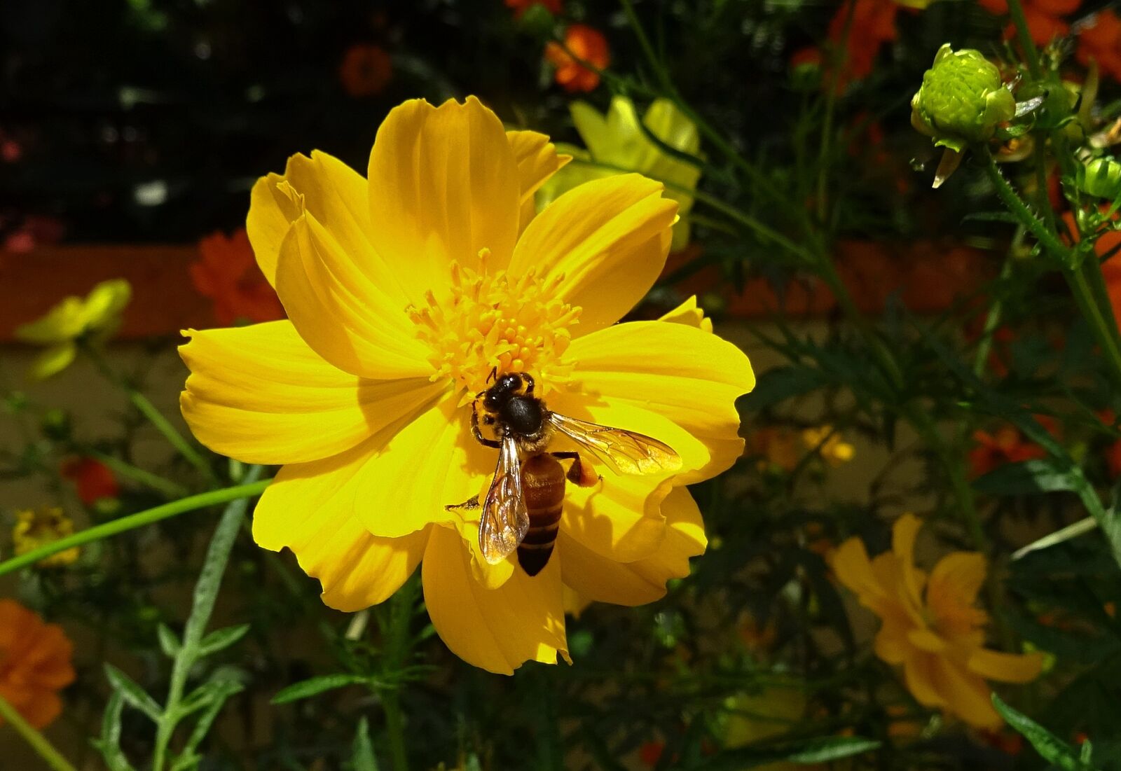 Sony DSC-HX60V sample photo. Flower, cosmos, yellow photography