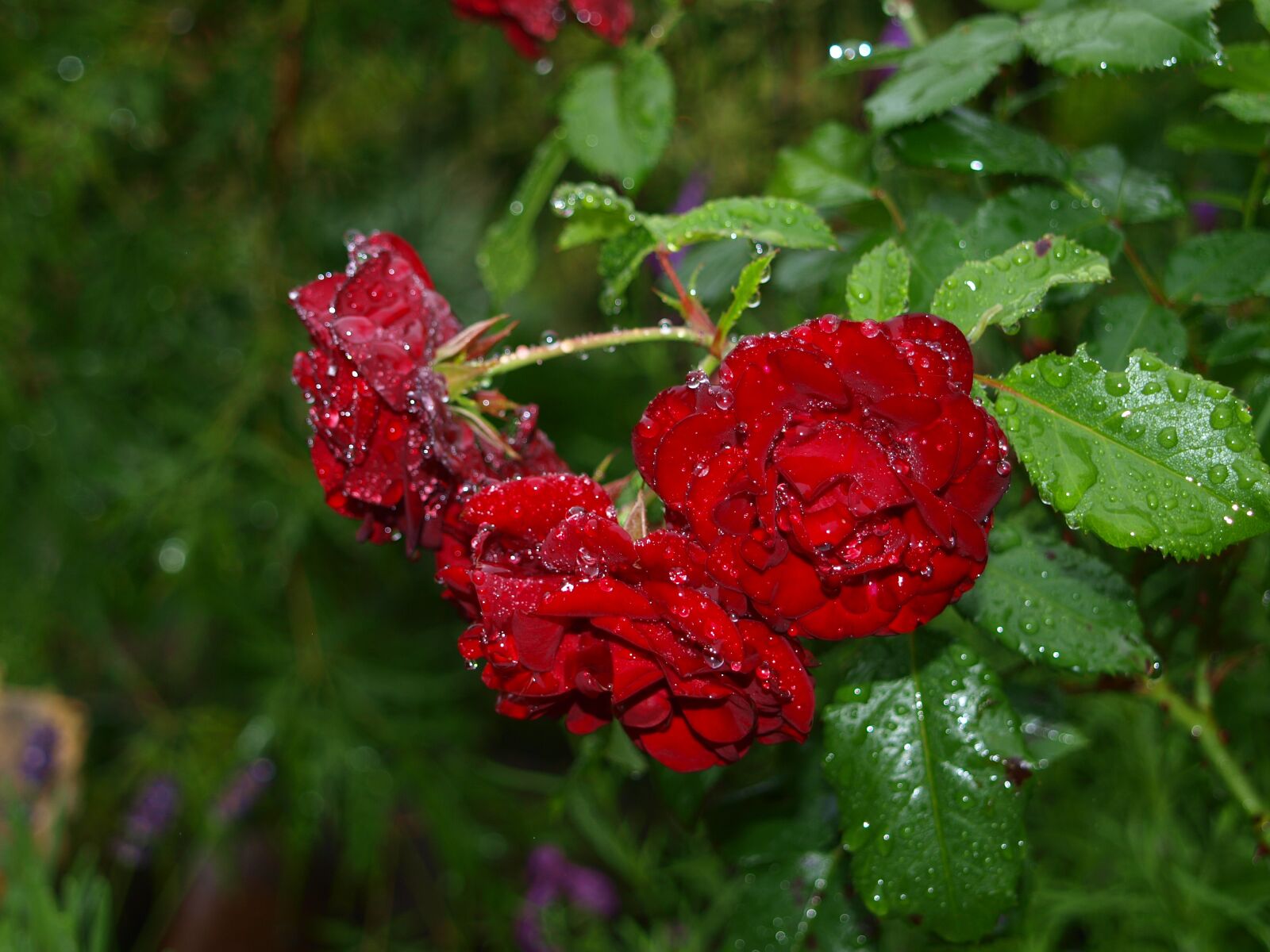 Olympus E-420 (EVOLT E-420) sample photo. Rose in the rain photography