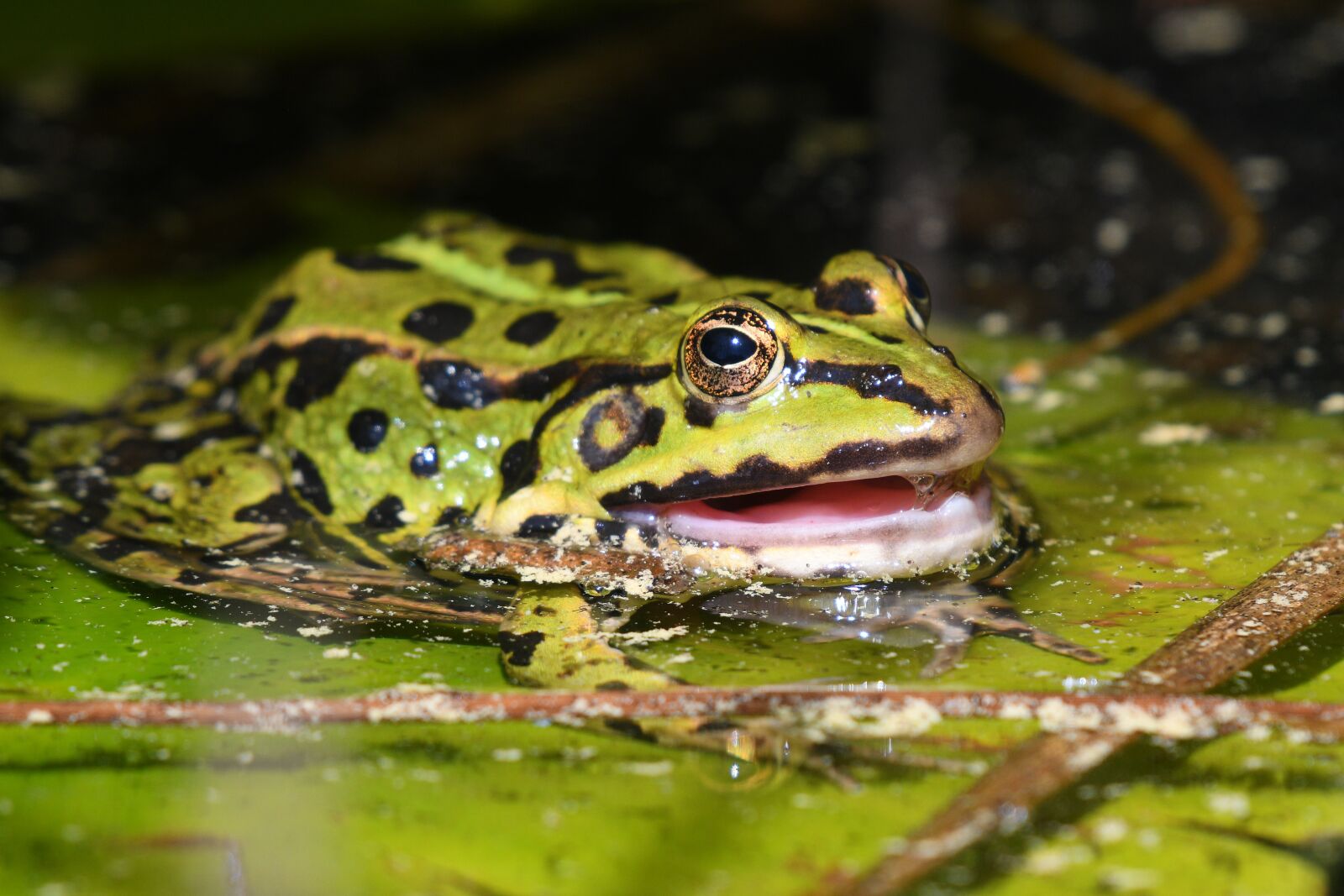 Nikon D500 sample photo. Frog, water lily, mouth photography
