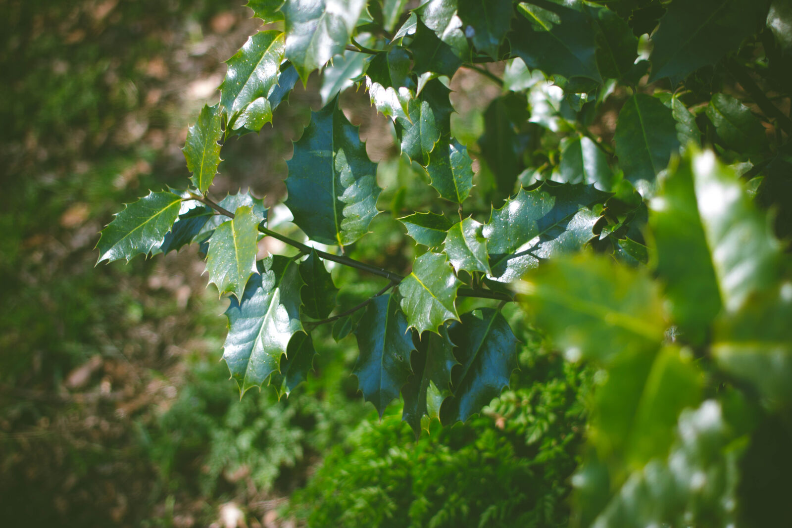 Canon EF 40mm F2.8 STM sample photo. Holly, nature, plants photography