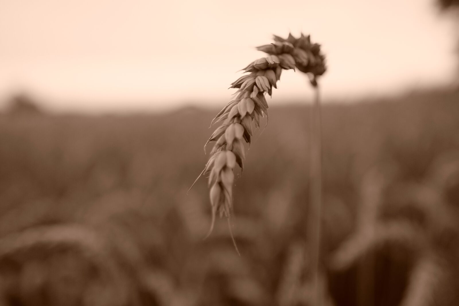 Fujifilm X-T2 + Fujifilm XF 16mm F1.4 R WR sample photo. Field, agriculture, farm photography