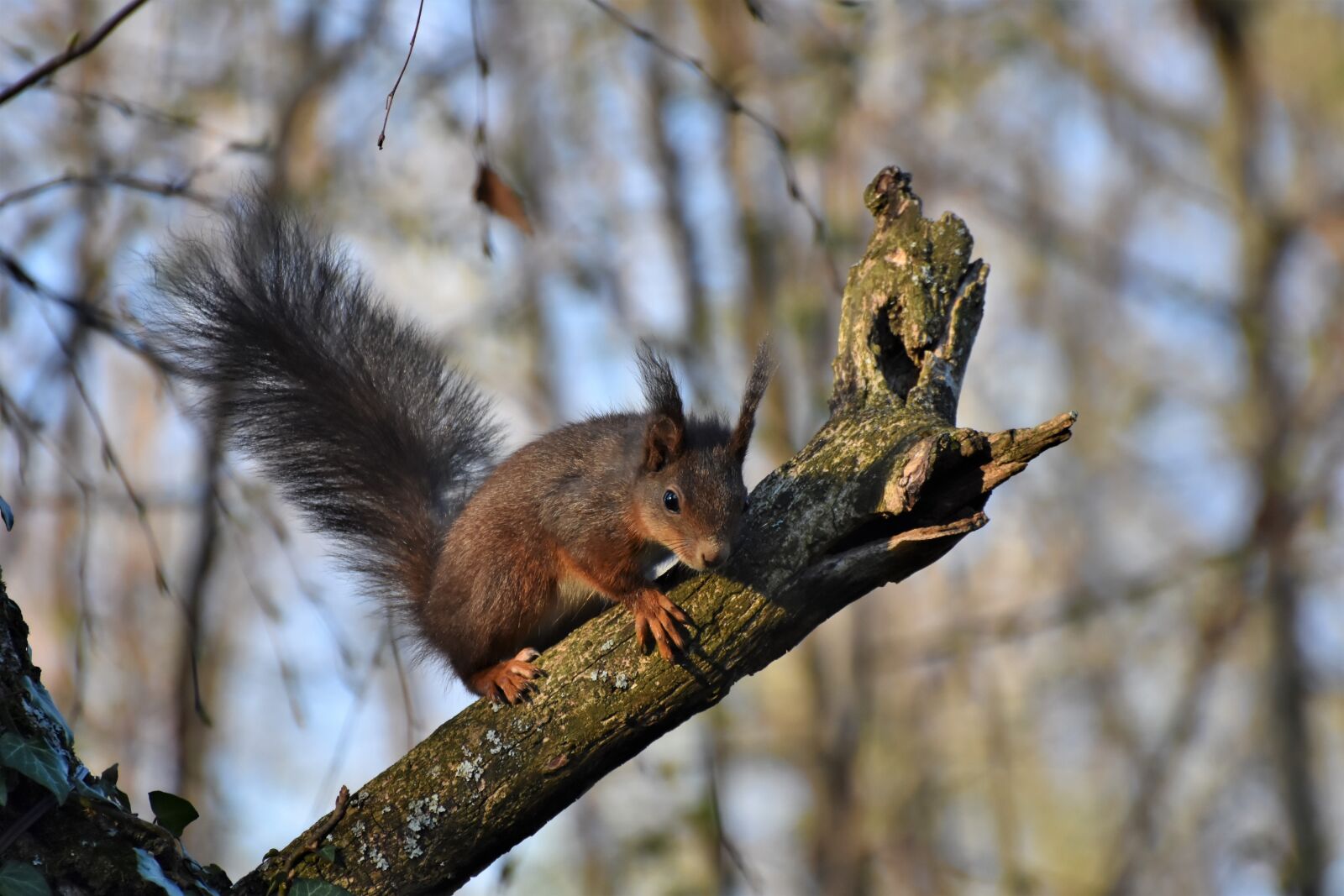 Nikon D7200 sample photo. Squirrel, verifiable kitten, rodent photography