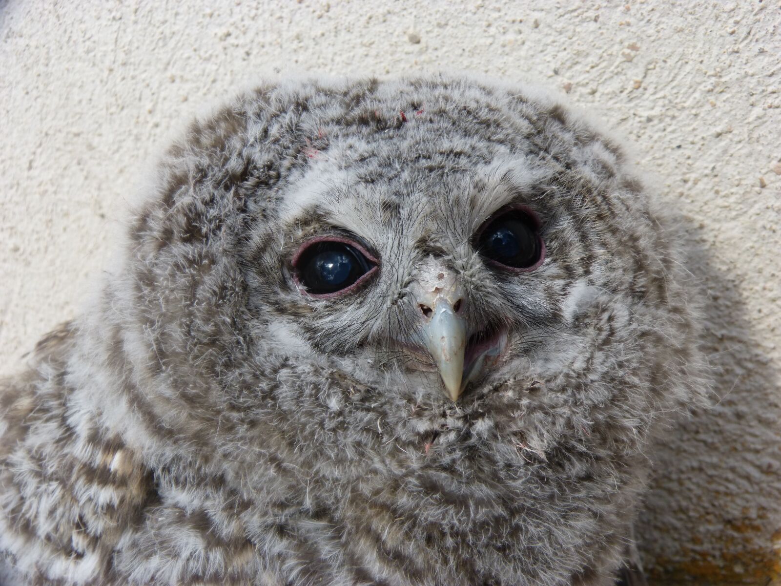 Panasonic DMC-FZ62 sample photo. Tawny owl, gamar s photography